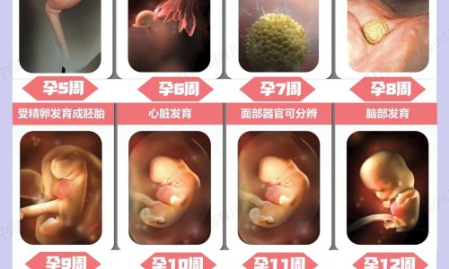 紫苏子叶的禁忌网 - 网站提供紫苏子叶可以吃吗小常识、紫苏子叶子有什么妙用